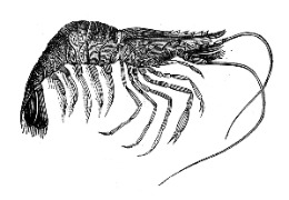 甲殼素和殼多糖——化妝品界的“生物工程”（上）